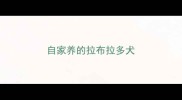 自家养的拉布拉多犬