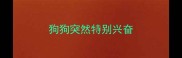 狗狗突然特别兴奋