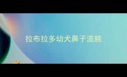 拉布拉多幼犬鼻子流脓