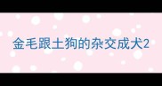 金毛跟土狗的杂交成犬