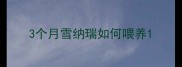3个月雪纳瑞如何喂养