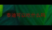 泰迪可以吃什么吗
