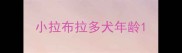 小拉布拉多犬年龄