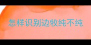 怎样识别边牧纯不纯
