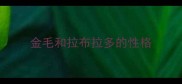 金毛和拉布拉多的性格