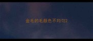金毛的毛颜色不均匀