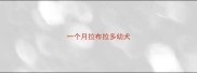 一个月拉布拉多幼犬