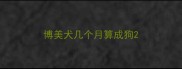 博美犬几个月算成狗
