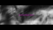拉布拉多基本动作