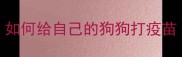 如何给自己的狗狗打疫苗