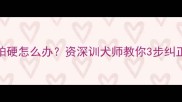 边牧欺软怕硬怎么办资深训犬师教你3步纠正攻击行为