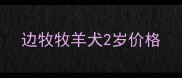 边牧牧羊犬2岁价格