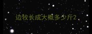 边牧长成大概多少斤