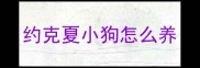 约克夏小狗怎么养