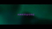 纯种英系金毛特征