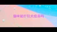 猫咪能打狂犬疫苗吗