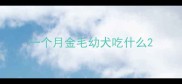 一个月金毛幼犬吃什么