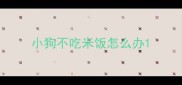 小狗不吃米饭怎么办