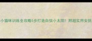 胆小猫咪训练全攻略5步打造自信小太阳附超实用安抚技巧