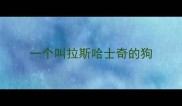 一个叫拉斯哈士奇的狗