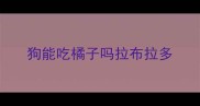 狗能吃橘子吗拉布拉多