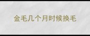 金毛几个月时候换毛