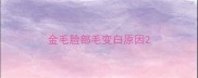 金毛脸部毛变白原因