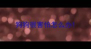狗狗很害怕怎么办