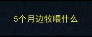 5个月边牧喂什么