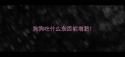 狗狗吃什么东西能增肥
