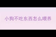 小狗不吃东西怎么喂养