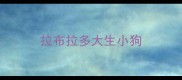 拉布拉多大生小狗