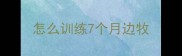 怎么训练7个月边牧