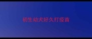 初生幼犬好久打疫苗