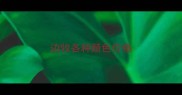 边牧各种颜色价格