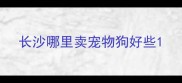 长沙哪里卖宠物狗好些
