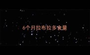 6个月拉布拉多食量
