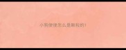 小狗便便怎么是颗粒的