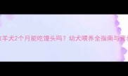 边境牧羊犬2个月能吃馒头吗幼犬喂养全指南与营养建议