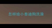 怎样给小泰迪狗洗澡