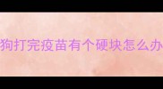 狗打完疫苗有个硬块怎么办