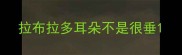 拉布拉多耳朵不是很垂