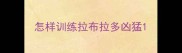 怎样训练拉布拉多凶猛