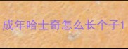 成年哈士奇怎么长个子