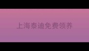 上海泰迪免费领养
