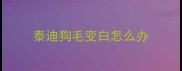 泰迪狗毛变白怎么办