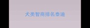 犬类智商排名泰迪