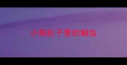 小狗肚子里的蛔虫