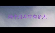 两个月斗牛有多大