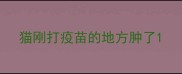 猫刚打疫苗的地方肿了